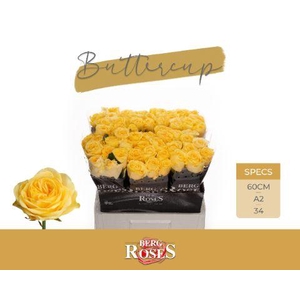 R GR BUTTERCUP @ A2