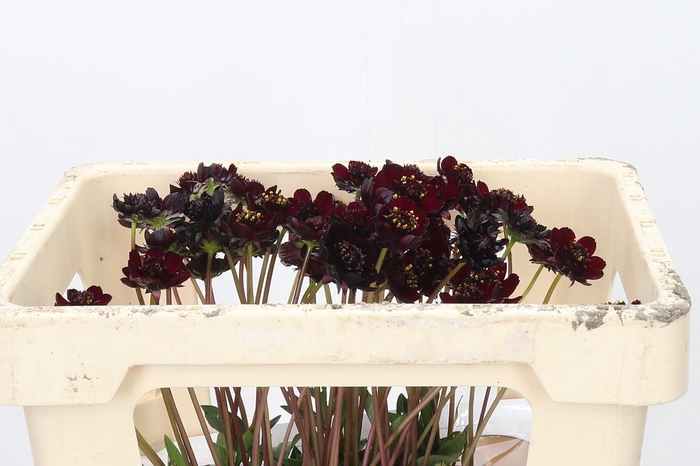 <h4>Cosmos Black Beauty</h4>