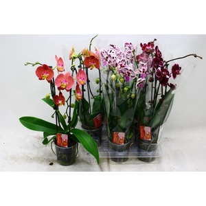 PHAL EL CASCADE