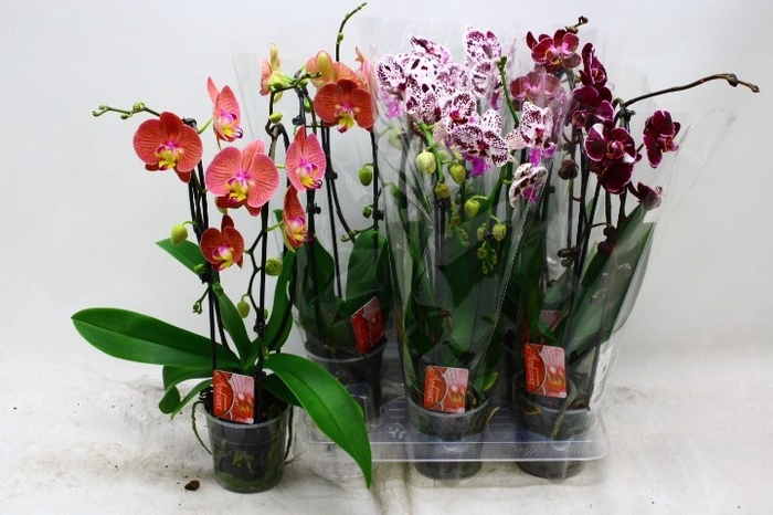 <h4>PHAL EL CASCADE</h4>