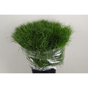 Corallo Bs 200g