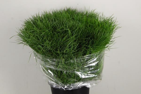 Corallo Bs 200g
