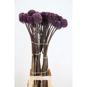 ALLIUM SUMMER DRUMME