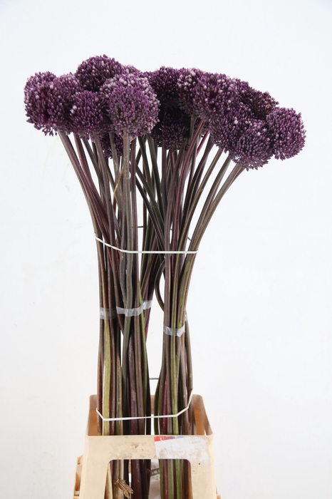 <h4>ALLIUM SUMMER DRUMME</h4>