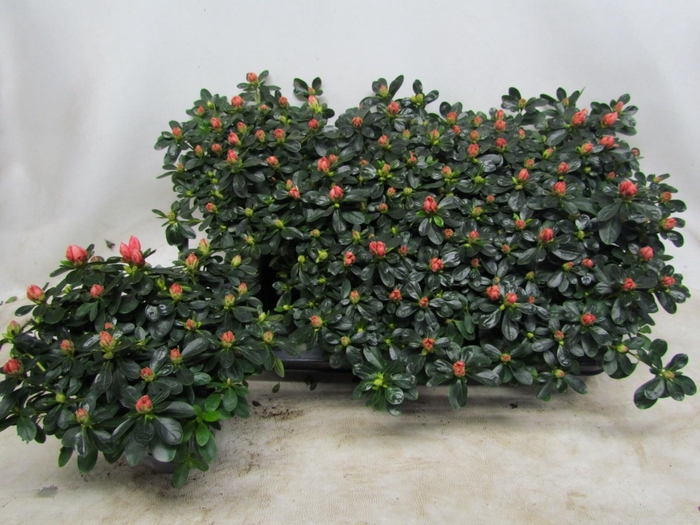 <h4>RHODO SI C MATTELIN</h4>