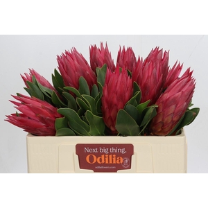 Protea Cynaroides Madiba