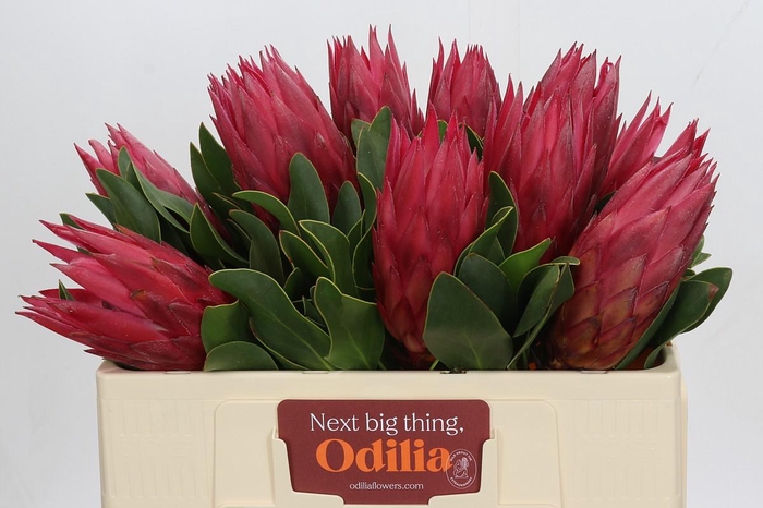 Protea Cynaroides Madiba