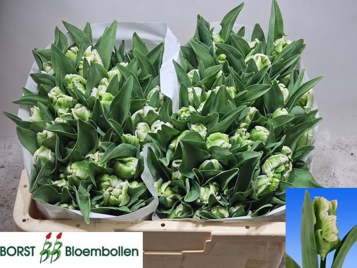 <h4>TU PA SUPER PARROT</h4>