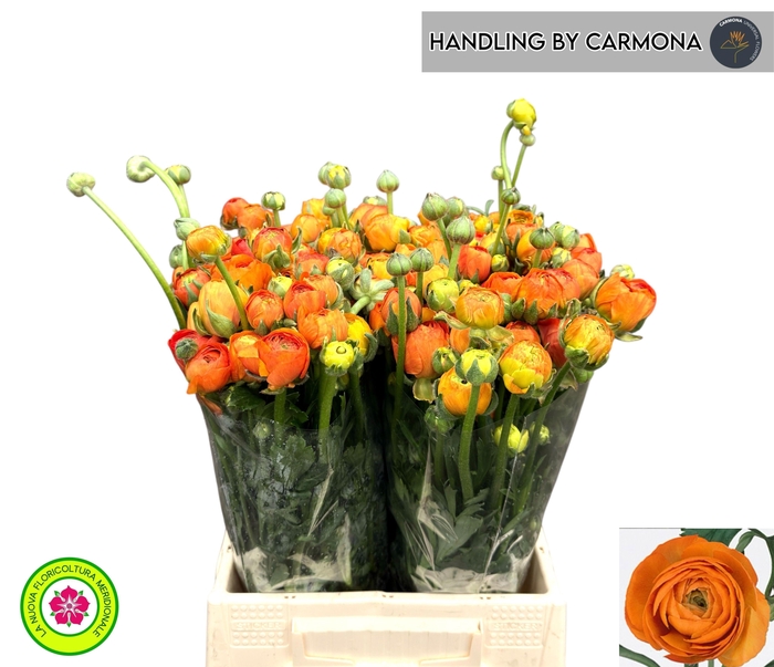 <h4>RAN EL ORANGE</h4>