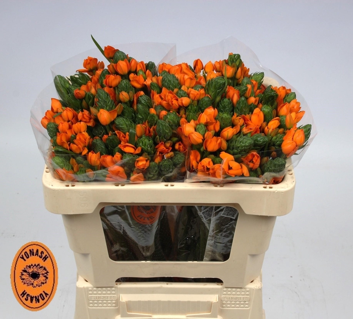 <h4>ORNIT DB SUNSHINE</h4>