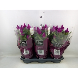 Celosia spic. 'Deep Purple'