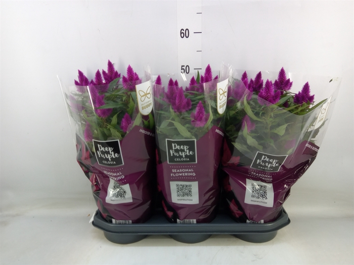 <h4>Celosia spic. 'Deep Purple'</h4>