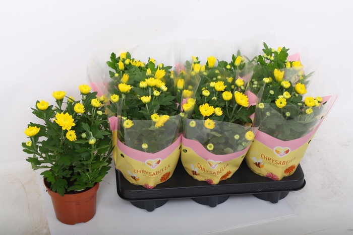 <h4>CHRYS ART SPIDERMAN</h4>