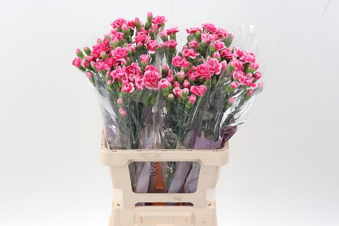 <h4>Di Tr Cosmocherry</h4>