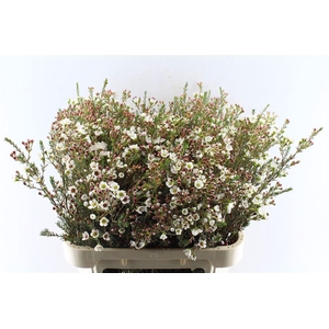 Chamelaucium Liron White