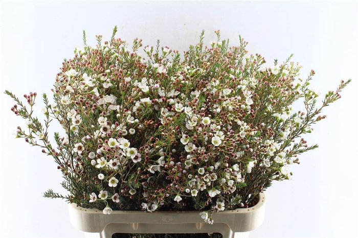 <h4>Chamelaucium Liron White</h4>