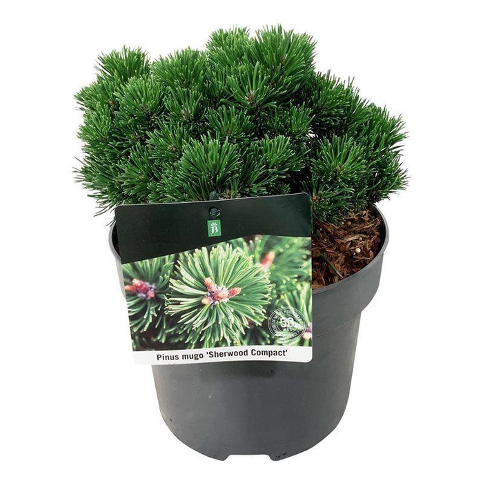 <h4>Pinus mugo 'Sherwood Compact'</h4>