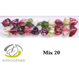 Anthurium Mix Simply Red