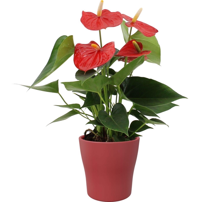 <h4>Anthurium Esudo in Alicante ceramics</h4>