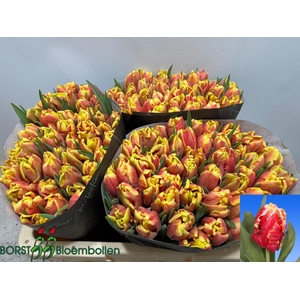 TU PA DEE JAY PARROT