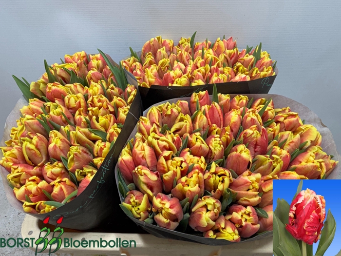 <h4>TU PA DEE JAY PARROT</h4>