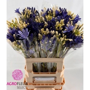 Agapanthus Mix In Bunch