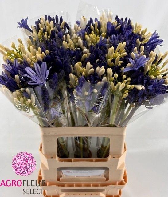 <h4>Agapanthus Mix In Bunch</h4>