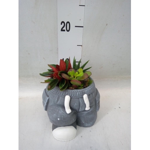 Arr.   Kamerplant Groen L%