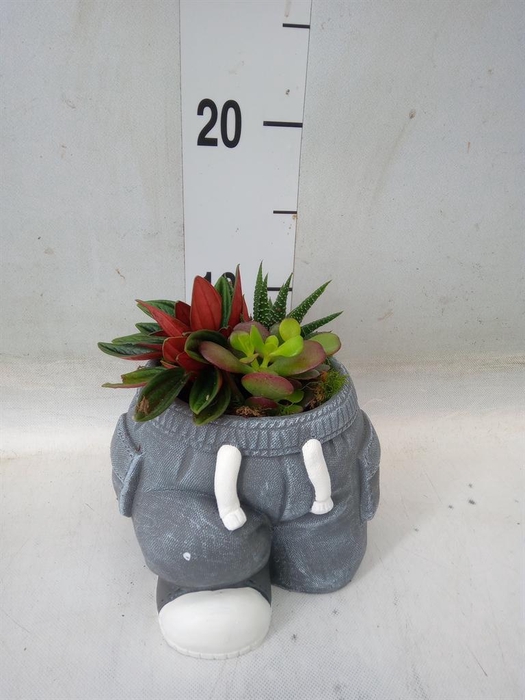 <h4>Arr. Kamerplant Groen L%</h4>