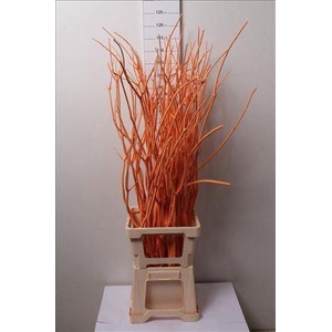 Mitsumata Col Oranje