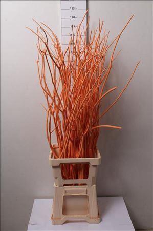 <h4>Mitsumata Col Oranje</h4>