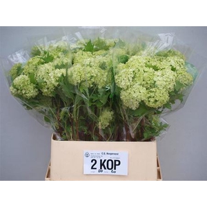 Viburnum Roseum St 2-4 Bal