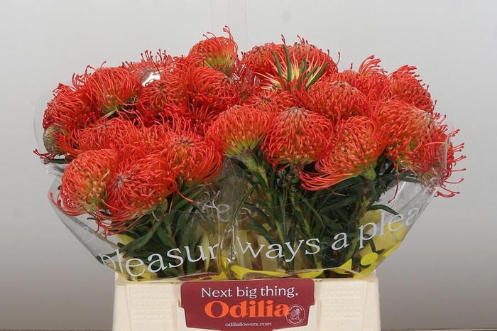 <h4>Nutans Succession</h4>