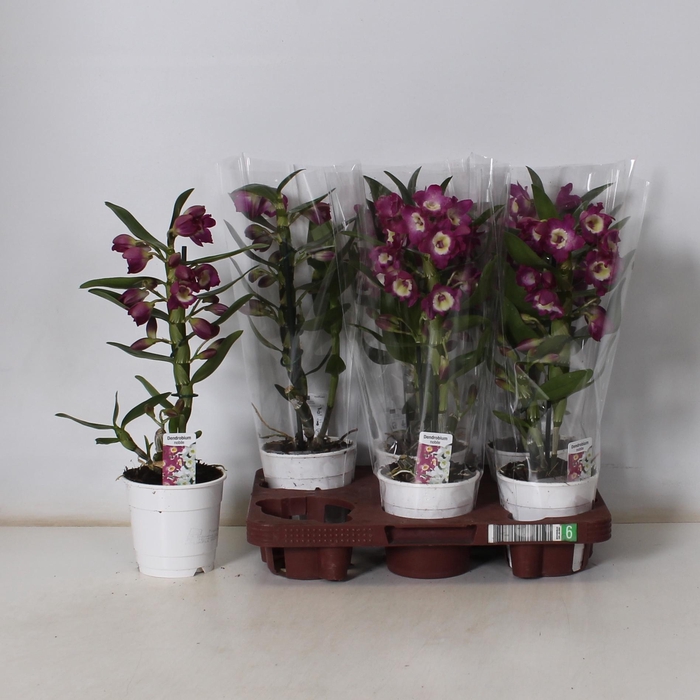 <h4>DEND NOBILE</h4>