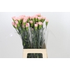 Dianthus St Sarah Pink
