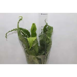 ASPLENIUM OSAKA CRESPO P17