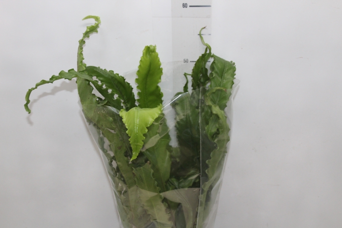<h4>ASPLENIUM OSAKA CRESPO P17</h4>