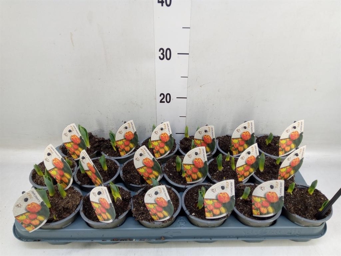 <h4>Tulipa DU 'Flamingo Baby'</h4>