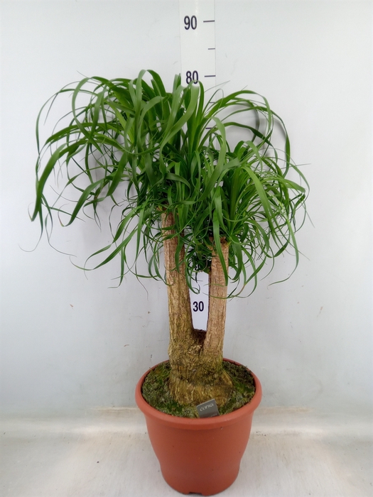 <h4>Beaucarnea recurvata</h4>