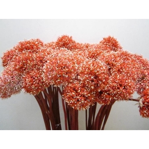 Allium Mount Rose