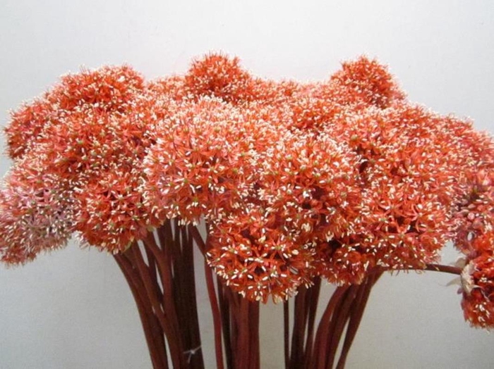 <h4>Allium Mount Rose</h4>