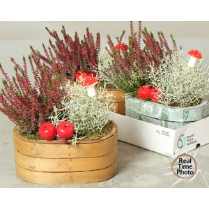 ARR TUINPLANTEN