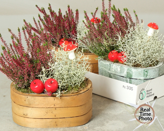 <h4>ARR TUINPLANTEN</h4>