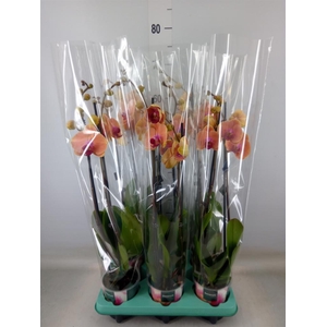 Phalaenopsis   ...