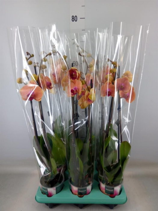 <h4>Phalaenopsis   ...</h4>