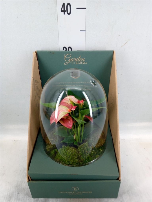 <h4>Arr.  Anthurium H%</h4>