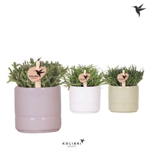 Kolibri Greens Rhipsalis mix in Pastel pot mix