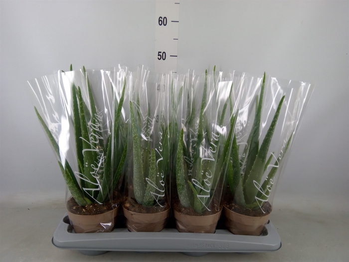 <h4>Aloe vera</h4>