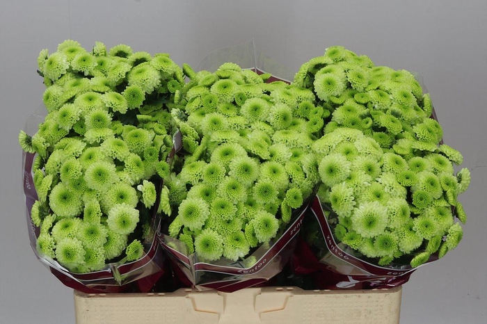 <h4>Sant Bumper</h4>