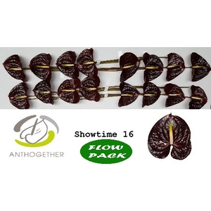 Anthurium Showtime